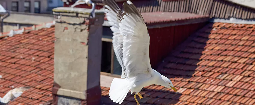 Residential Chimney Animal Removal Solution in Emporia, KS